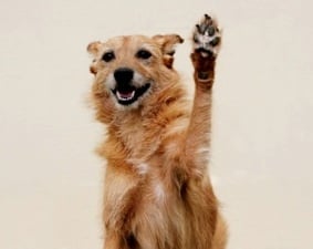 Фондация "Четири лапи" стартира кампания за чипиране и кастриране на кучета