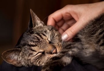 Как въздейства на човек галенето на котка?
