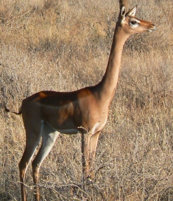 Геренук (Жирафова газела)