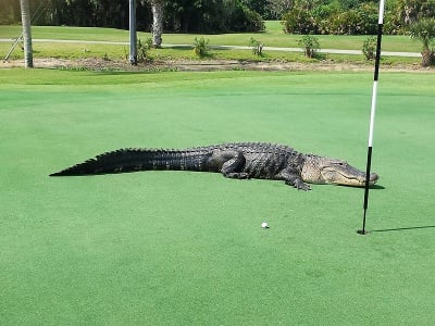 Гигантски алигатор във Флорида