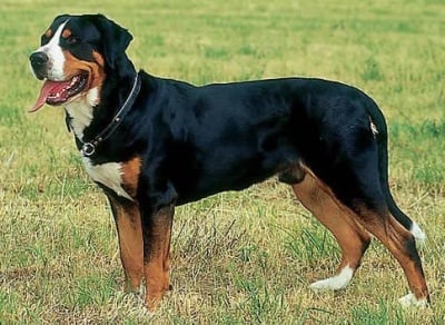 Голямо швейцарско пастирско куче