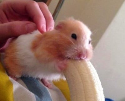 Хамстер яде банан