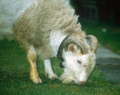 Хибрид между коза и овца