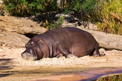 Защо хипопотамите не изгарят на слънце?