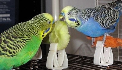 Хранене на вълнисти папагали в домашни условия