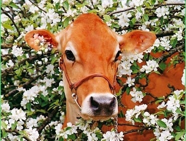 Интересни факти за кравите