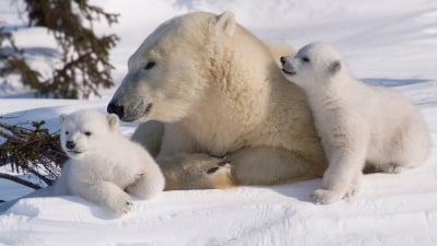 10 интересни факта за полярните мечки