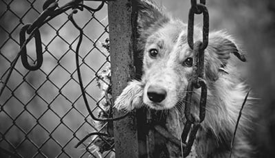 Заловени и след това безследно изчезнали бездомни кучета в приюта (кастрационен център) в Монтана. Къде са кучетата?! Защо не са описани никъде?! Кой лъже?!