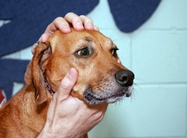 Изследване на лигавиците на кучето