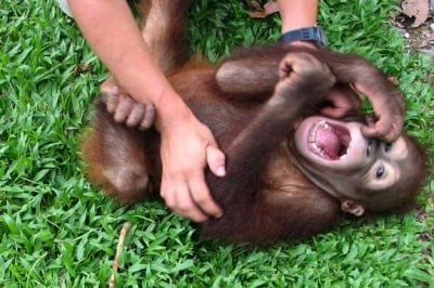 Животните също имат гъдел