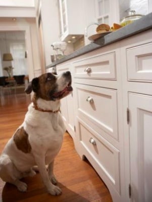 Обучение на кучето: Урок №23. Научете кучето да не се качва по мебелите, кухненския плот и др.