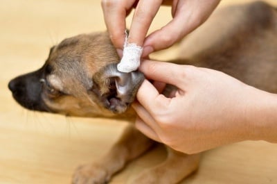 Как да почистваме ушите на куче