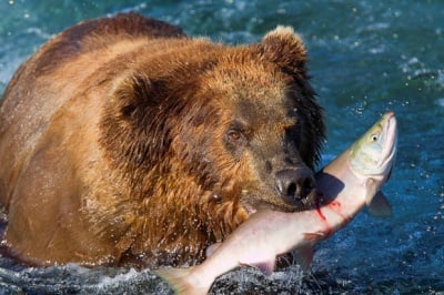 Как мечките ловят риба?