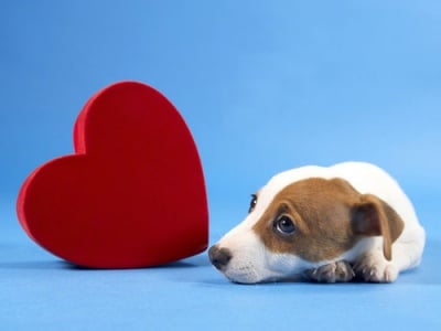 Изследване на Сърдечно - съдовата система при кучето