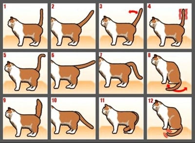 Какво ни казва опашката на котката?