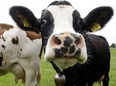 Кетоза при кравите