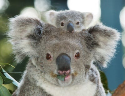 Австралийското правителство добави коалите в списъка със застрашени видове
