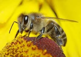 Кофеинът увеличава паметта на пчелите