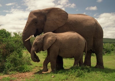 Колко години живее слона ?