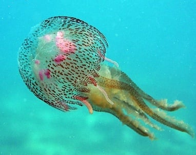 Колко вода има в медузите?