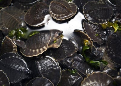 Стотици костенурки са спасени при опит за контрабандна доставка