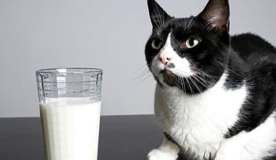 Котка не пие мляко