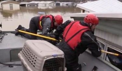 Котка се спаси по чудо от опустошителните наводнения в Мисури чрез своя пясъчник