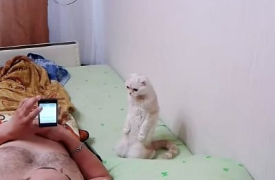 Котка патриот стои изправена, докато слуша химна (видео)