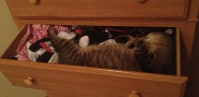 Котка спи в шкафа