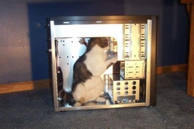 Котка в компютър