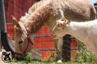 Коза се поболя от мъка по своя най-добър приятел - магаре