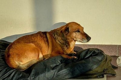 Куче прекарва почти година пред болница, чакайки починалия си стопанин