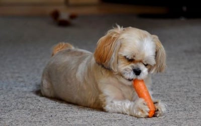 М-м-м-м, че вкусно морковче