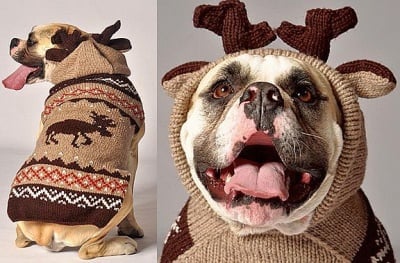 Куче с пуловер