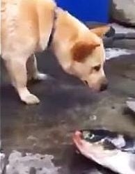 Куче със златно сърце спасява риби, изхвърлени на сушата