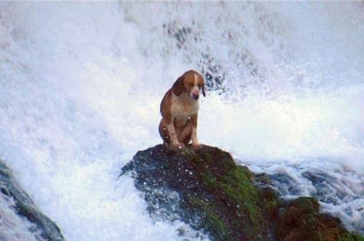Куче върху скалата