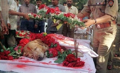 Кучето Занжир, спасило хиляди човешки животи по време на бомбардировките в Мумбай