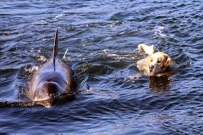 Невероятно! Куче и делфин плуват заедно край бреговете на Ирландия (видео)