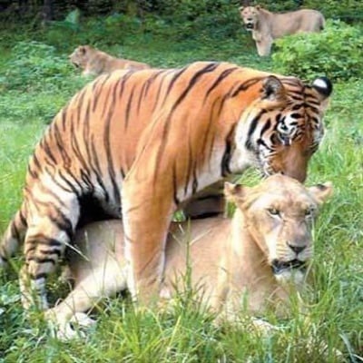Лъвица ражда малки от тигър