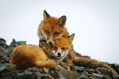 Колко трае любовта между лисиците?