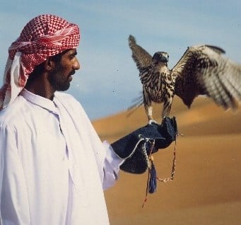 Ловът със соколи - атракция за богаташите в Саудитска Арабия