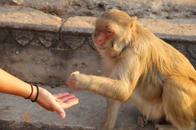 Маймунка раздава пари на хората в Индия, счита банкнотите за непотребни