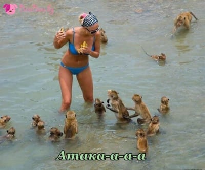 Маймунска атака