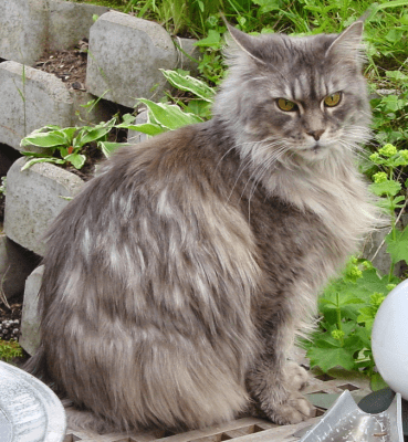 Мейн Куун (Мейнска котка)