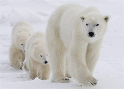 Годишната миграция на полярните мечки започна
