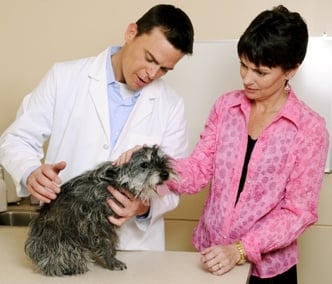 7-те най - чести извинения, които собствениците на домашни любимци използват пред ветеринарите