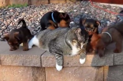 Най - търпеливата котка на света (видео)