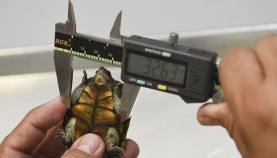 Нов вид костенурка бе открит в Мексико