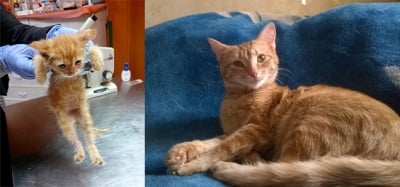 Оранжево коте преди и след приюта