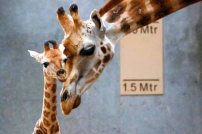 От колко високо пада бебето жираф, когато се ражда?